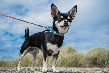 Chihauhau close up 1