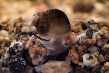  Endemic mollusk of Lake Baikal 