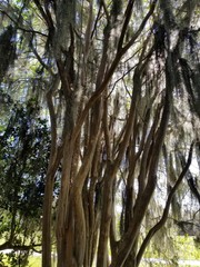 Fototapeta premium tree, forest, nature, trees, green, park, branch, wood, trunk, spring, sky, summer, leaves, landscape, leaf, autumn, woods, foliage, sun, oak, pine, tall, path, grass, road