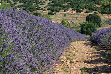 Landscape view of lavender field with trees in the background, lilac lavender fields surrounded by mountains
