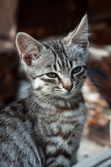street kitten of a beautiful tiger color