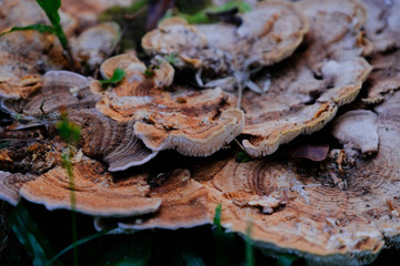 oyster mushrooms on the tree