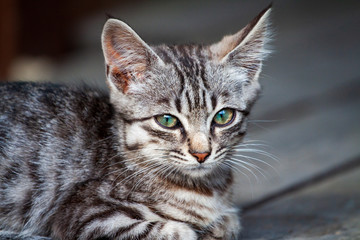 street kitten of a beautiful tiger color