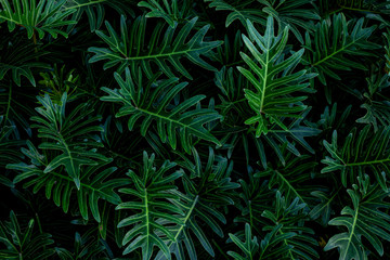 abstract green leaf texture, dark blue tone nature background, tropical leaf
