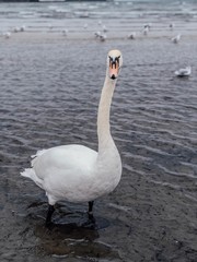 White swans on the Baltic Sea. Swans walk along the sea in Sopot, Poland. Travel concept. Animal world, birds.