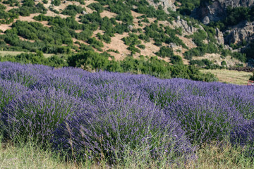 Obraz premium Landscape view of lavender field with trees in the background, lilac lavender fields surrounded by mountains