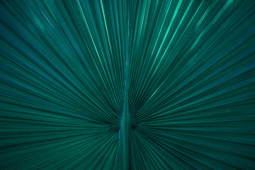 tropical palm leaf and shadow, abstract natural green background, dark blue tone