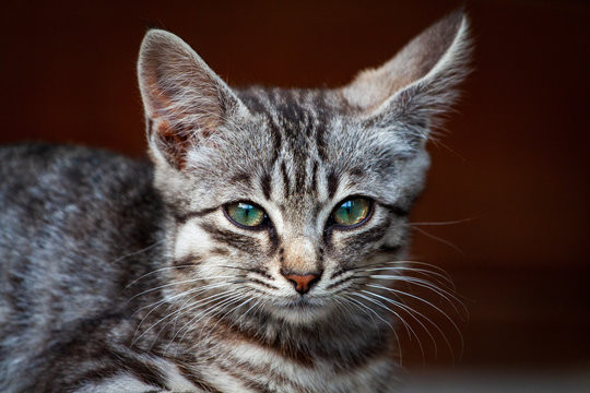 street kitten of a beautiful tiger color