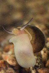 Endemic mollusk of Lake Baikal