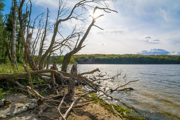 Fototapeta na wymiar See und Wald auf Insel Usedom - Wilde Landschaft