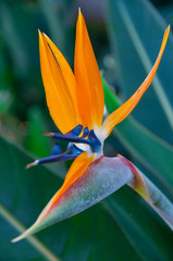Bird of Paradise