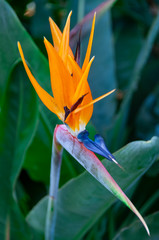 Bird of Paradise