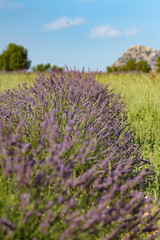 Landscape view of lavender field with trees in the background, lilac lavender fields surrounded by mountains