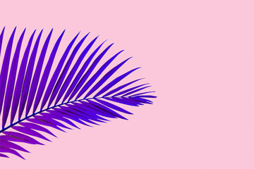 Natural blue palm leaf on pastel pink background