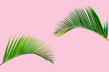 Fototapeta na wymiar Natural palm leaf on pastel pink background