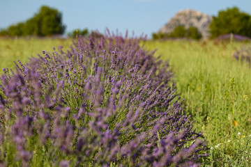 Obraz premium Landscape view of lavender field with trees in the background, lilac lavender fields surrounded by mountains