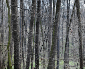 Leafless forest in early spring.