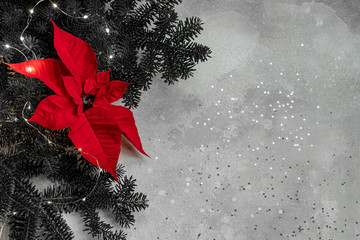 New Year image. A branch of spruce with Christmas star poinsettia and a garland. Black and grey background. Festive mood. Flat lay.Top view. Copy space.