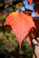 Close-up Acer rufinerve Snake-bark Maple leaf