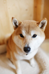 小屋でくつろぐ柴犬