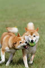 野原で遊ぶ柴犬