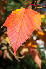 Close-up Acer rufinerve Snake-bark Maple leaf