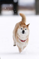 雪原で遊んでいる柴犬