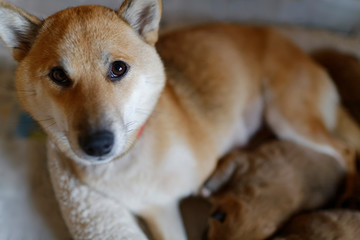 お乳をあげる母犬