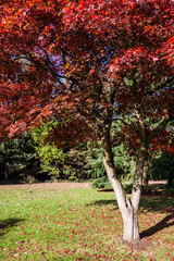 Naklejka premium Japanese Maple (acer palmatum) growing in East Grinstead