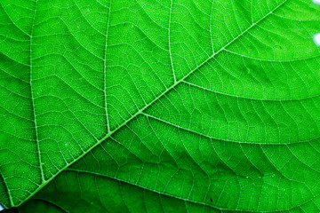 Fototapeta na wymiar Texture and detail of green leaf.