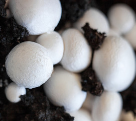 Button mushrooms in the ground