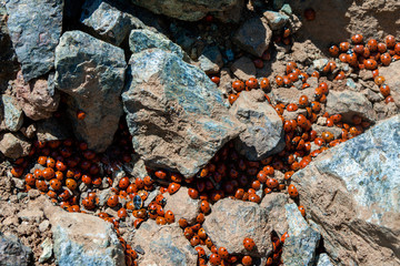 A swarm of Ladybirds (coccinellidae)
