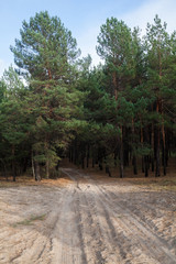 Dirt road in the pine forest.