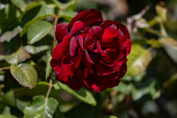 Beautiful flower rose blossom in nature garden with and green leaves, blur background. Detail of red rose in the garden.