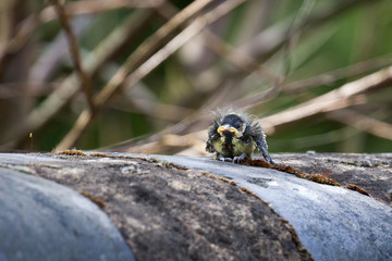 Baby Blue Tit standing on a wall