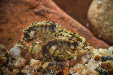 Endemic gammarus under water