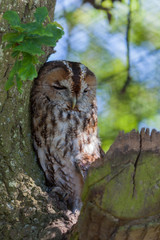Tawny Owl (Strix aluco) sleeping against a tree during the daytime
