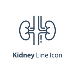 Human internal organ, kidney system, vector line icon