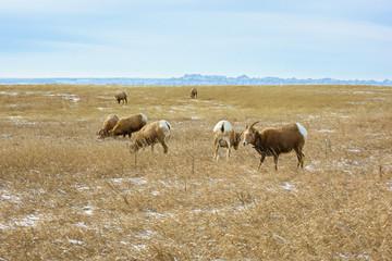 Badlands