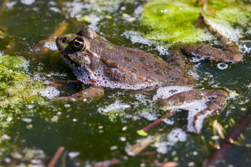 Close-up shot of a Marsh Frog (pelophylax ridibundus)