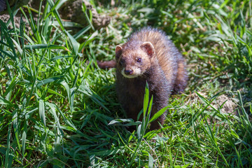Close-up shot of an European Polecat