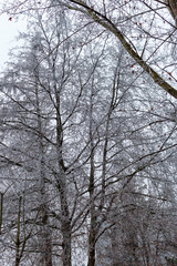Gruppe von Bäume ohne Laub in Dezember mit dem ersten gefallenen Schnee 