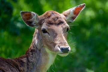 Close-up of a Red Deer (cervus elaphus) hind