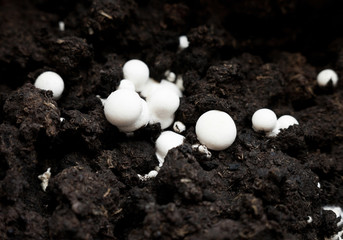 Button mushrooms in the ground