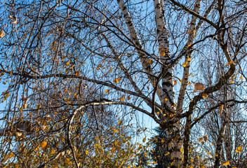 Bäume in Dezember mit einem restlichen Herbstlaub und blauen Himmel im Hintergrund