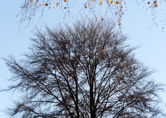 Kahler Baum im Winter mit blauen Himmel im Hintergrund