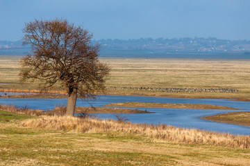 Elmley Marshes bathed in golden January sunshine