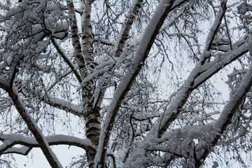Mit frischem Schnee beladenen Bäume