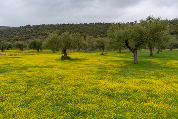 Landscape with olive trees grove in spring season with colorful blossom of wild yellow flowers