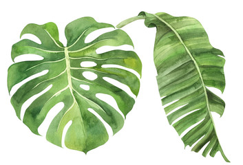 Tropical leaf, monstera, banana palm on an isolated background, watercolor painting, botanical illustration, floral design, stock illustration.